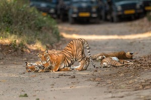 What are the odds of seeing a tiger in Jim Corbett Safari?