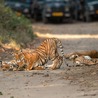 What are the odds of seeing a tiger in Jim Corbett Safari?