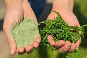 The Rising Popularity of Salt Alternatives: Why Salicornia Green Salt Is Gaining Momentum