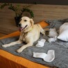 Puppy Diapers and Male Dog Diapers: Keeping Your Furry Friend Clean and Comfortable