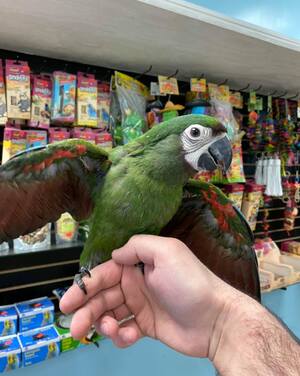 Embarking on Adventures with Your Catalina Macaw: Outdoor Exploration and Beyond