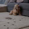 Why Cleaning More Often is Essential for a Fur-Friendly Home