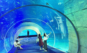 Visitors experience the amazing underwater world through the aquarium tunnel