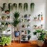 Top 6 Benefits of Buying Indoor Plants Online