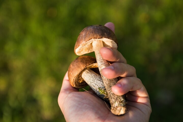 How to Buy Shrooms Safely and Effectively