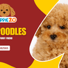 Unveiling the Charm of Toy Poodles: More than Just a Furry Friend