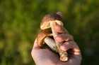 How to Buy Shrooms Safely and Effectively