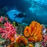 Scuba Diving Cancun: Exploring the Depths of the Mexican Caribbean