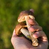 How to Buy Shrooms Safely and Effectively