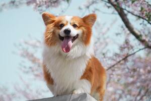Most affectionate dog breeds for deep pressure therapy