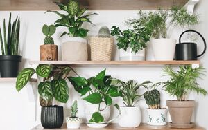 Indoor Plant Bliss: Arrowhead Varieties for Your New Home&#039;s Interior