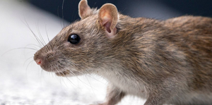 Trusted Exterminators in Conroe, TX: Reed&#039;s Pest Control Offers Expert Solutions