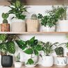 Indoor Plant Bliss: Arrowhead Varieties for Your New Home&#039;s Interior