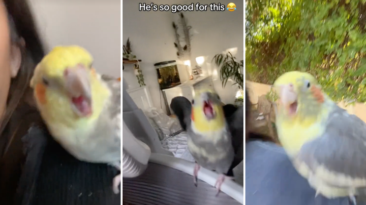 17.7M TikTok Views: Why Cockatiels Are Captivating Hearts and Setting Trends—Join the Feathered Fun Now!