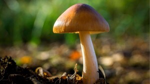 Growing Oyster Mushrooms on Toilet Paper