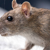 Trusted Exterminators in Conroe, TX: Reed&#039;s Pest Control Offers Expert Solutions