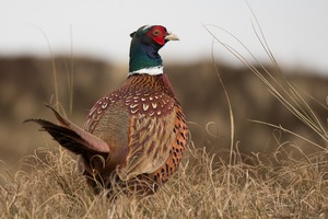 Pheasants Forever&#039;s Partnership with Farmers for Conservation