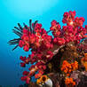 Troubleshooting Common Coral Health Issues