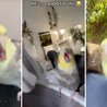 17.7M TikTok Views: Why Cockatiels Are Captivating Hearts and Setting Trends\u2014Join the Feathered Fun Now!