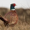 Pheasants Forever&#039;s Partnership with Farmers for Conservation
