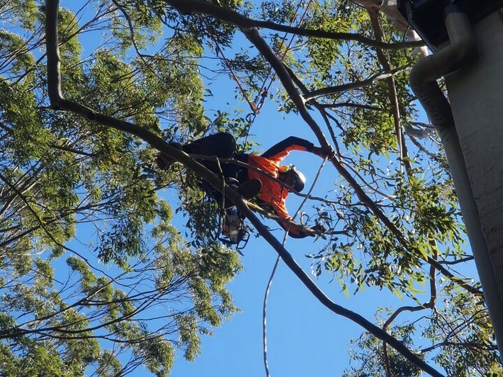 Premium Wood Chipping Mulch Supply Northern Beaches