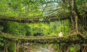 Exploring Cherrapunji: Your Ultimate Guide to Cherrapunji Tour Packages