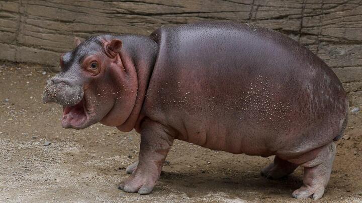 Meet Moo Deng: The Adorable Baby Hippo Stealing Hearts Online—Is She the Next Viral Sensation?