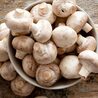 Immune-Boosting Benefits Buy Edibles Canada Of Turkey Tail Mushroom
