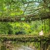 Exploring Cherrapunji: Your Ultimate Guide to Cherrapunji Tour Packages