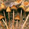 Can You Develop A Tolerance to Shrooms?