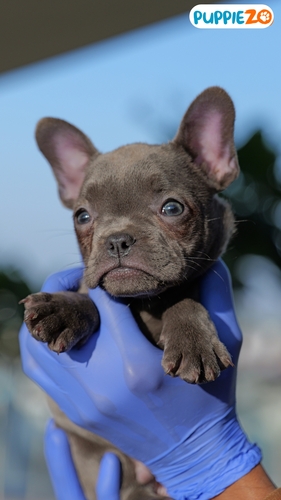 French Bulldog Price in India | Buy French Bulldog Puppies in India - Puppiezo