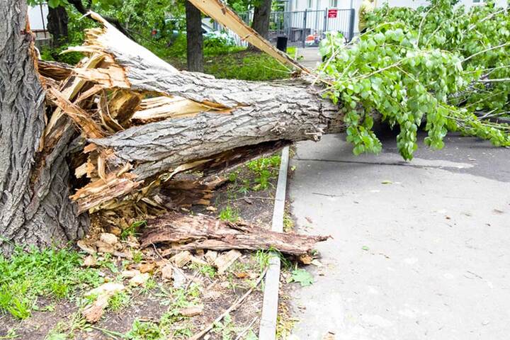 Tree Removal North Richmond – Fast, Reliable, and Affordable Service by Alex Tree and Garden Services