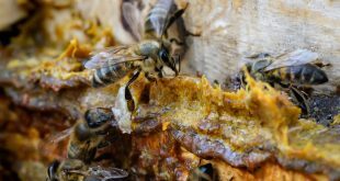 Common Beekeeping Mistakes and How to Avoid Them