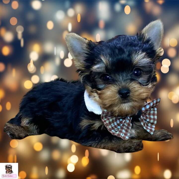 Yorkie Puppies for Sale in Florida - Save More on Your Pet