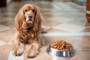 Finding the Right Balance: Creating a Nutritious Raw Food Meal Plan for Your Dog