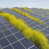 Important Milestone for Australia\u2019s Largest Solar Farm