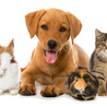 Pet Insurance Market 2022-2027: Global Trends, Size, Key Players, Industry Analysis Report