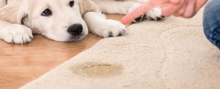 A Homeowner's Guide to Reducing the Risk of Carpet Mold