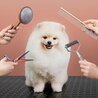 Why Pet Grooming in Dubai is Essential for Your Furry Friend!