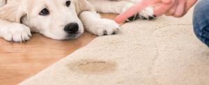 A Homeowner&#039;s Guide to Reducing the Risk of Carpet Mold