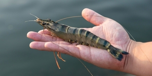 The What, How, and Why of Buying Tiger Shrimp