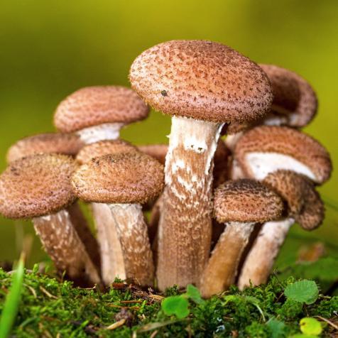10 Microdosing Shrooms No Mammal would Ever Be Able To Digest