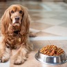 Finding the Right Balance: Creating a Nutritious Raw Food Meal Plan for Your Dog