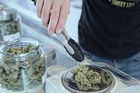 How to Choose the Perfect Online Cannabis Degree Program For You?