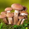 10 Microdosing Shrooms No Mammal would Ever Be Able To Digest