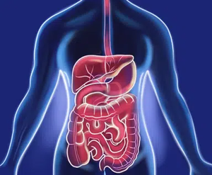 Gastroenterology Services: What You Need to Know