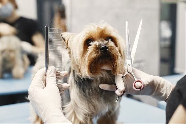 Expert Pet Grooming in Dubai: Enhancing Your Pet's Well-being