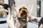 Expert Pet Grooming in Dubai: Enhancing Your Pet&#039;s Well-being