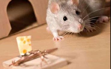 Moth Pest Control in Sydney: Your Complete Guide