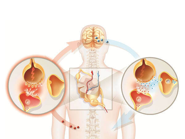 How do Gabapin benefit in Neuropathic pain & Epilepsy?